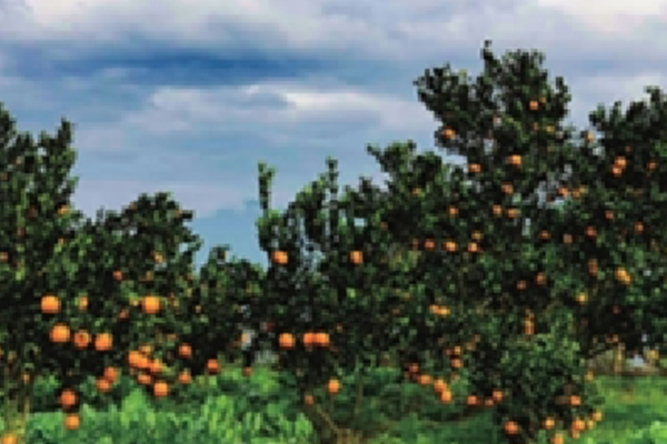 fresh-fruit-picking-garden
